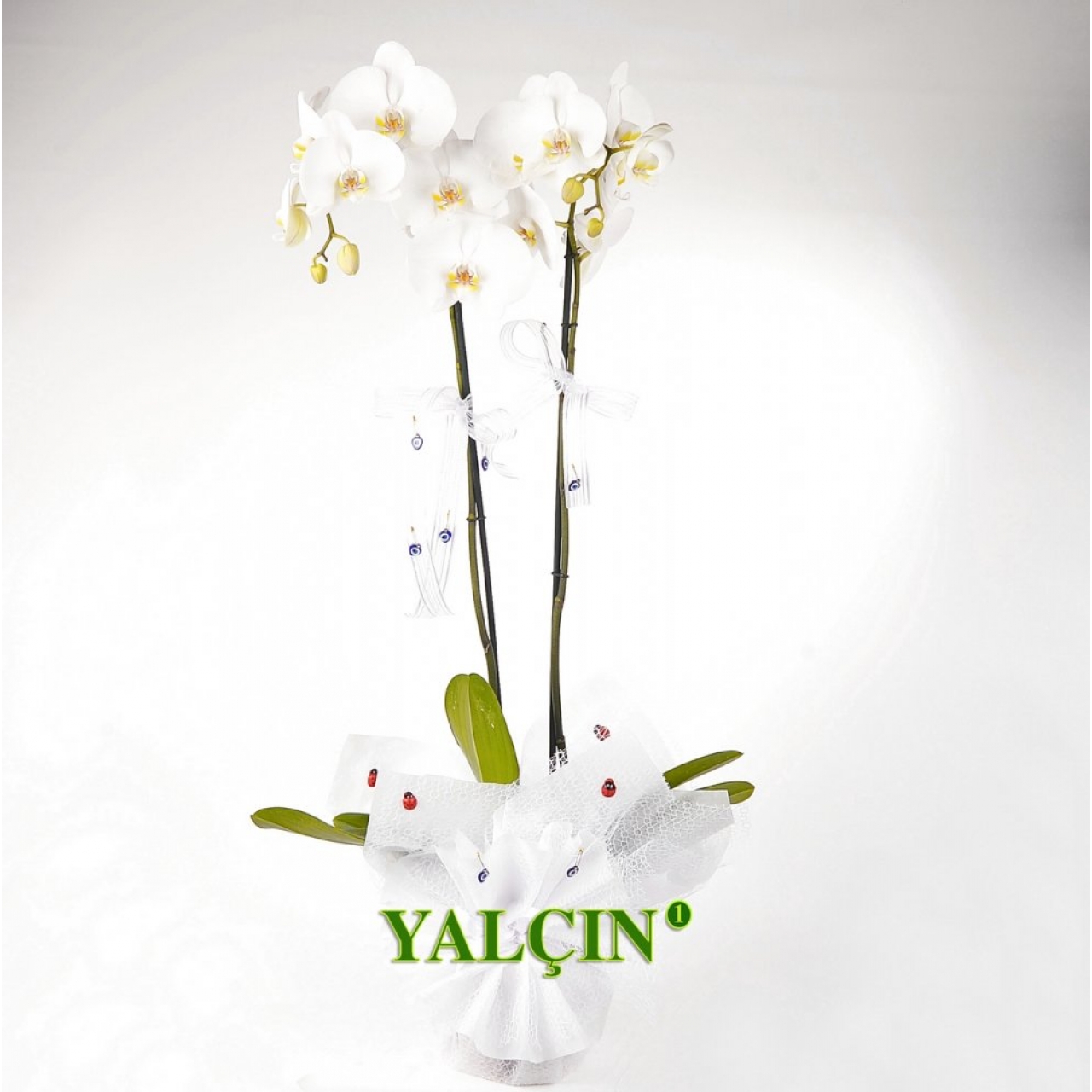 Beyaz Çiftli Orkide Sinyo