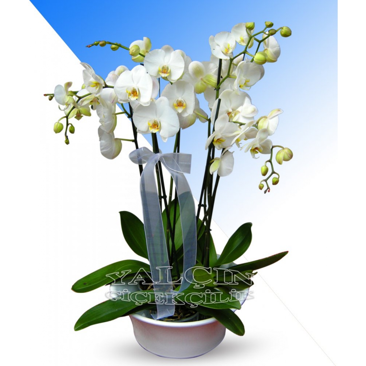 Beyaz Seramikte 2 Adet Çiftli Beyaz Orkide 