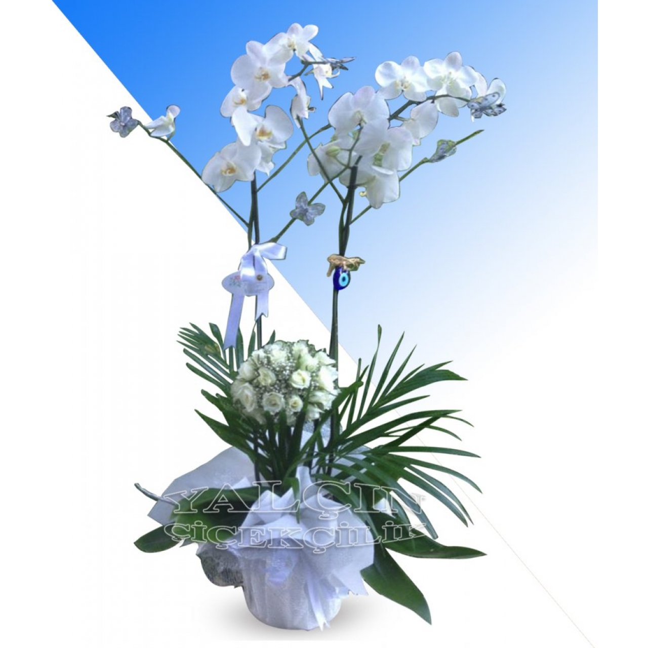 Çiftli Beyaz Orkide Arajmanlı