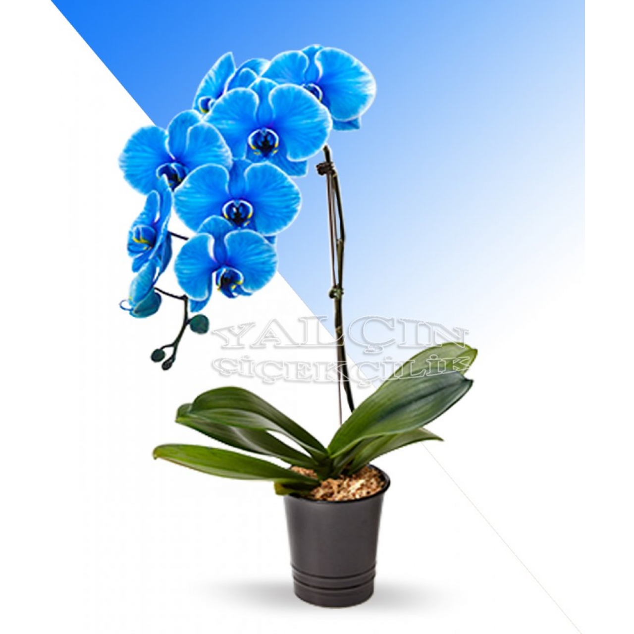 Tekli Mavi Orkide
